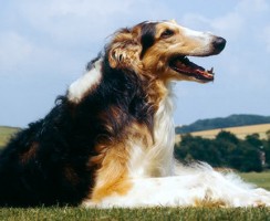 Русская борзая (фото): Элегантная аристократка и яростная охотница