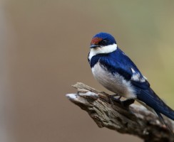 Ласточка (фото): Изящная птица дальнего полета