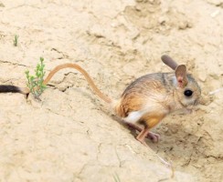 Тушканчики (фото): Резвые прыгуны с длинными хвостами