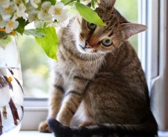 10 вещей, которые нельзя делать в доме, где живет кошка