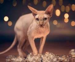 О чем нужно знать, прежде чем завести дома сфинкса