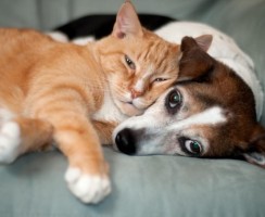 Как занять любимца, если вас постоянно нет дома