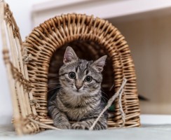 Где в квартире лучше размещать место для питомца, согласно фен-шуй