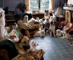 Как снять квартиру, если у вас несколько домашних животных