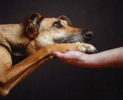 Как помочь собаке пережить одиночество, если хозяин постоянно занят на работе