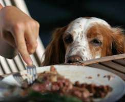 4 эффективных способа отучить собаку клянчить еду