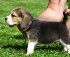 Знакомый кинолог научил определять, как будет выглядеть беспородный щенок, когда вырастет