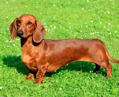 6 признаков того, что таксы – далеко не милые и безобидные симпатяги