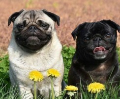 8 черт, благодаря которым мопсы напоминают ворчливых, но добрых старичков