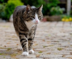 7 опасностей, которые ждут домашнюю кошку на улице