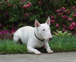 К чему нужно быть готовым, если вы хотите завести бультерьера