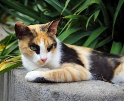 6 интересных фактов о трехцветных кошках