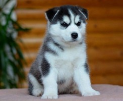 Почему при выборе щенка не стоит поддаваться очарованию хаски
