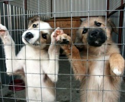 5 причин, почему в приюте вам могут не дать животное