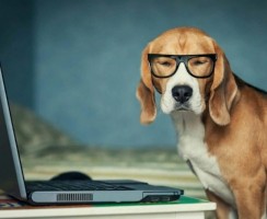 6 профессий, в которых собаки конкурируют с людьми