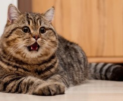 5 причин, почему коты громко орут по ночам