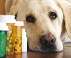 4 способа заставить собаку принять лекарство, если добровольно таблетки она не ест