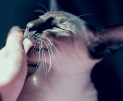 7 неочевидных причин, почему кошка настойчиво лижет руку