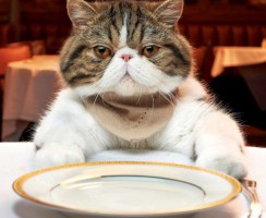 5 причин, по которым ваш кот постоянно голоден, хоть и набирает вес