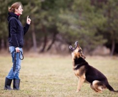 Простой способ научить собаку команде «ко мне»