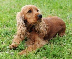 12 пород собак, которые подойдут пожилым людям