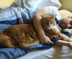4 причины, чтобы разрешить коту спать с вами в одной постели