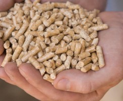 5 идей необычного применения кошачьего наполнителя