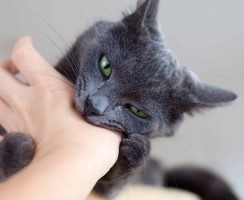 Почему кошка постоянно кусается и как ее от этого отучить