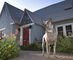 4 совета кинологов: как научить собаку охранять дом или двор