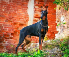 10 пород собак, которые уживутся с Овном