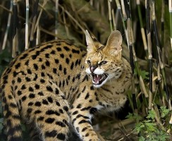 11 пятнистых животных, от которых захватывает дух