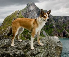 12 редких пород собак, заводчики которых смогут хорошо заработать