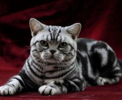 10 пород кошек, которые еще не разучились ловить мышей