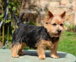 10 собак с короткими лапками: такие ли они безобидные милашки, как кажутся внешне