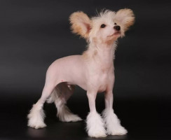 13 пород собак, которых нельзя выпускать на улицу без зимней одежды