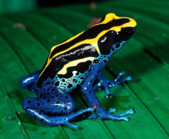 12 самых необычных животных, которые обитают в тропических лесах