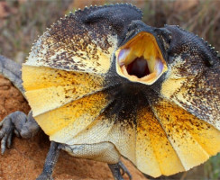 15 самых странных существ, обитающих на территории Австралии