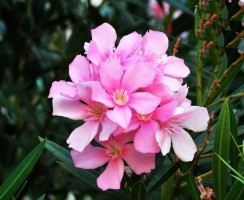 Какие растения ядовиты для вашей кошки: не стоит разводить их дома