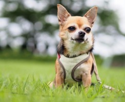 11 пород собак, которые очень агрессивны к незнакомцам