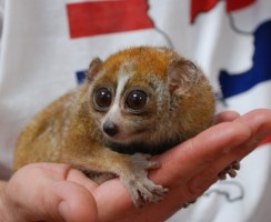 5 диких животных, которых все чаще сейчас заводят дома