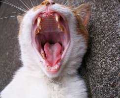 5 интересных фактов о кошачьих зубах