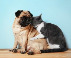 10 пород собак, которые спокойно живут в одном доме с кошками