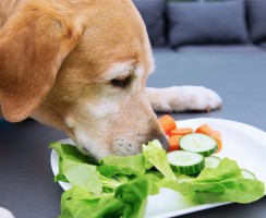 Какие овощи и фрукты можно давать собакам для нормального пищеварения