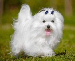 8 пород собак, которые не доставят неудобств даже в маленькой квартире