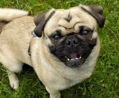 Вечно голодные: 4 породы собак со зверским аппетитом