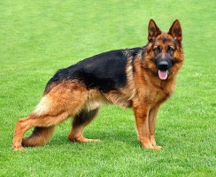 6 собак, которые так сильно линяют, что из их шерсти можно ежемесячно делать носки