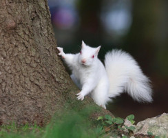 Вы должны это увидеть: 10 животных-альбиносов, которые живут рядом с человеком