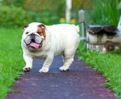 8 пород собак, которые быстро становятся толстяками