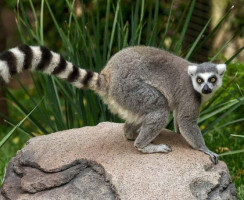 11 особенных животных, которые могут похвастать своими длинными хвостами