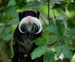 10 самых стильных животных, которые могут похвастать своей растительностью на морде